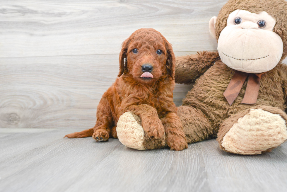 Playful Golden Retriever Poodle Mix Puppy