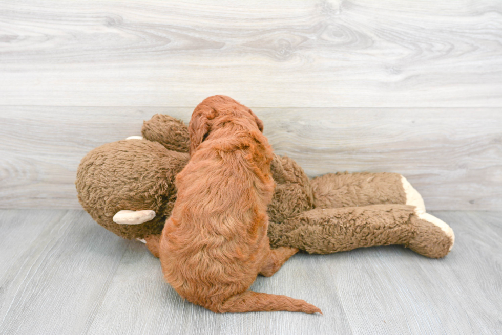 Hypoallergenic Golden Retriever Poodle Mix Puppy