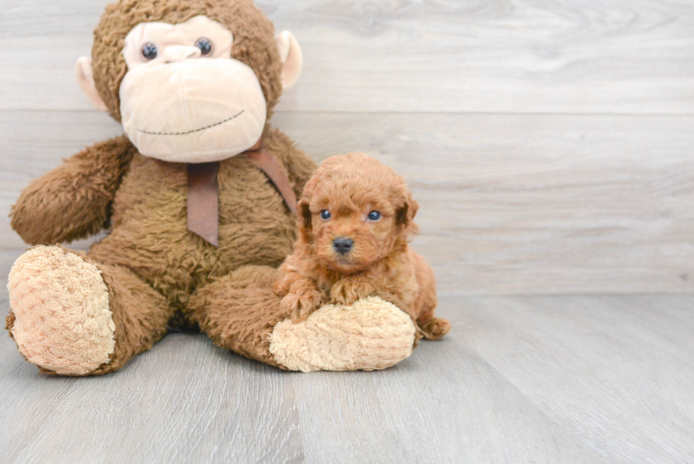 Mini Goldendoodle Pup Being Cute