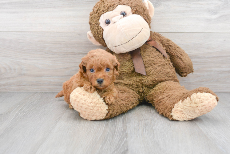 Best Mini Goldendoodle Baby