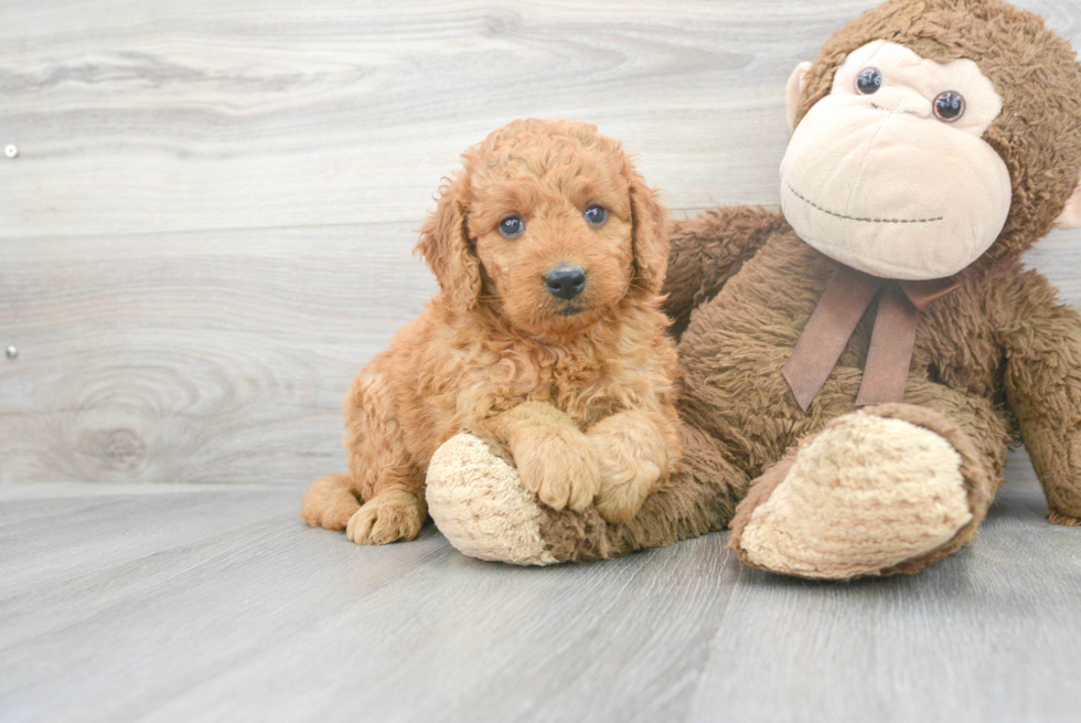 Happy Mini Goldendoodle Baby