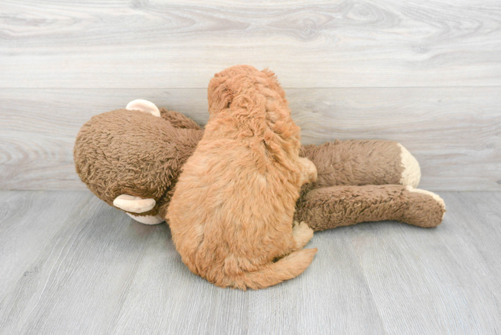 Little Golden Retriever Poodle Mix Puppy