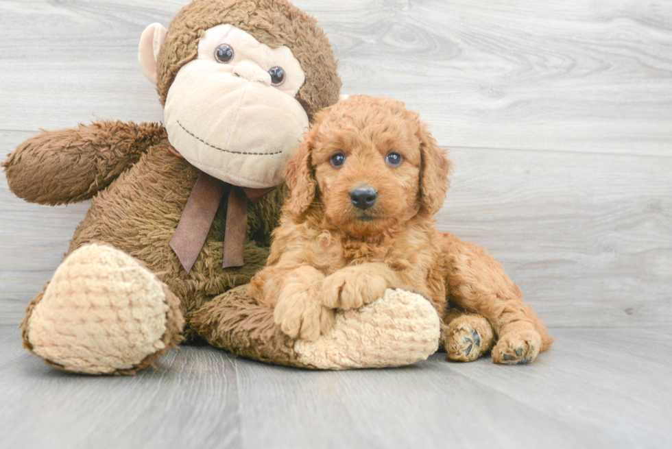 Mini Goldendoodle Pup Being Cute