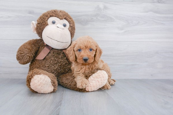 Hypoallergenic Golden Retriever Poodle Mix Puppy