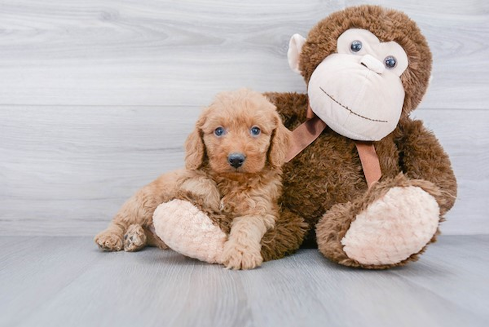 Mini Goldendoodle Puppy for Adoption