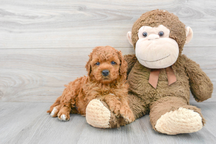 Mini Goldendoodle Puppy for Adoption