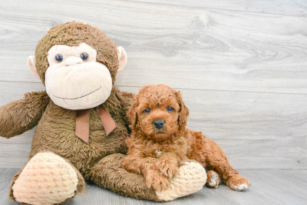 Funny Mini Goldendoodle Poodle Mix Pup