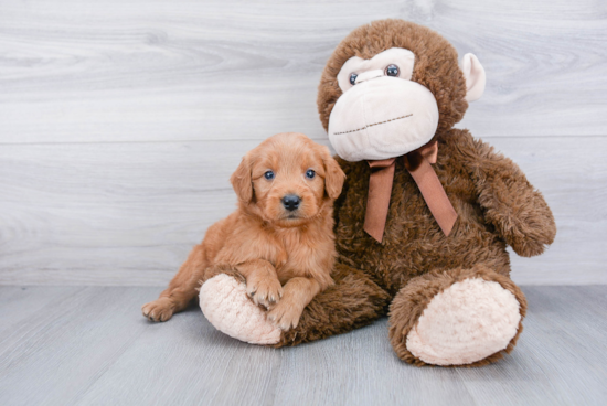 Friendly Mini Goldendoodle Baby