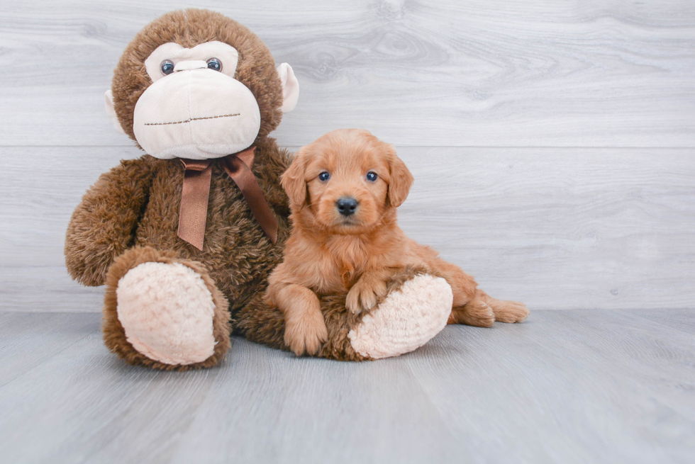 Petite Mini Goldendoodle Poodle Mix Pup