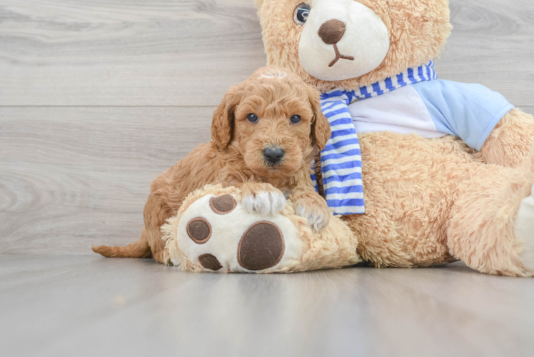 Adorable Golden Retriever Poodle Mix Puppy