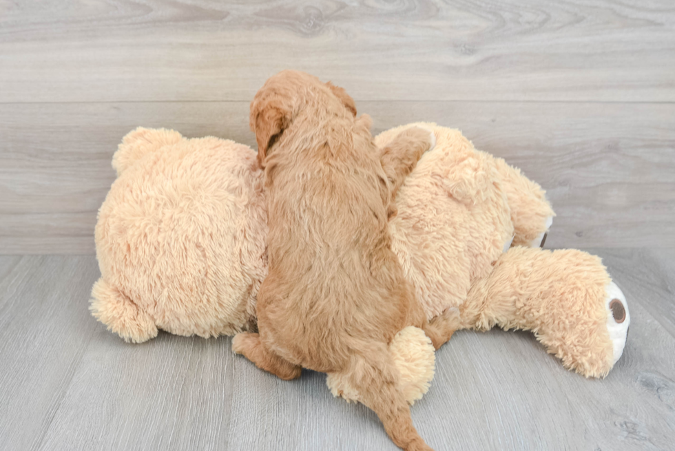 Little Golden Retriever Poodle Mix Puppy