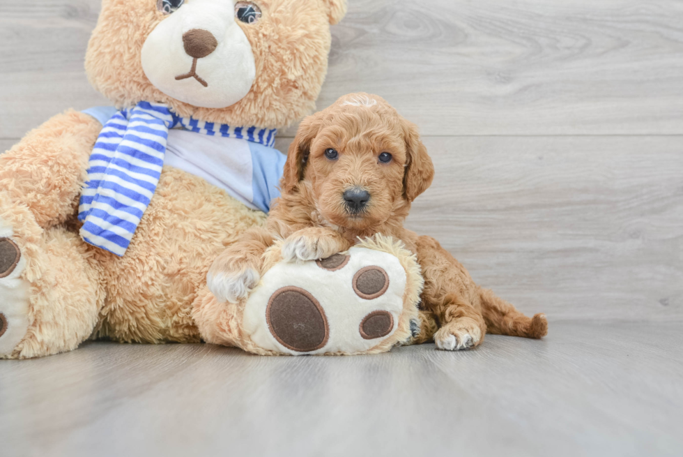 Petite Mini Goldendoodle Poodle Mix Pup