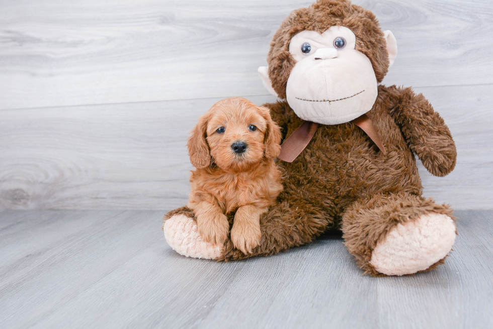 Best Mini Goldendoodle Baby