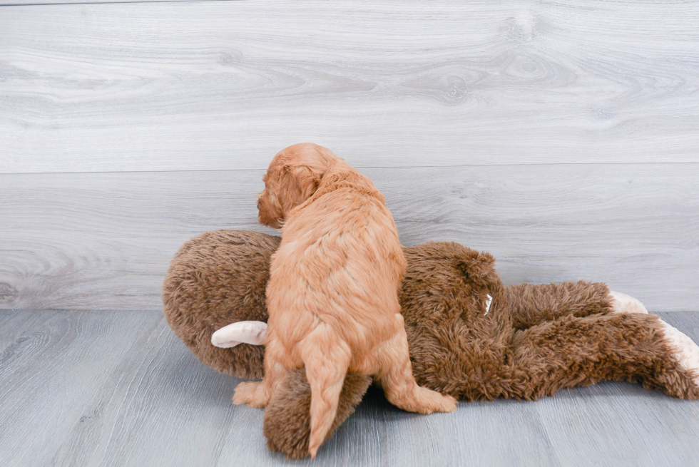 Best Mini Goldendoodle Baby