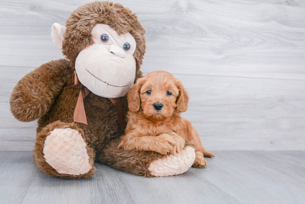 Happy Mini Goldendoodle Baby