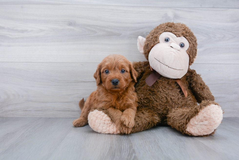 Mini Goldendoodle Pup Being Cute