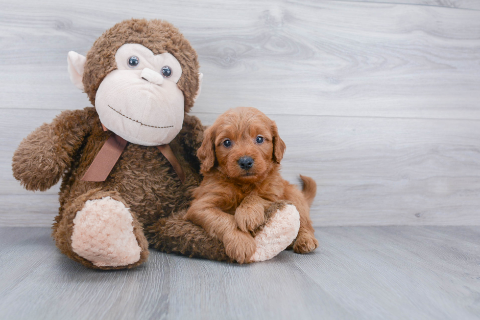 Mini Goldendoodle Puppy for Adoption