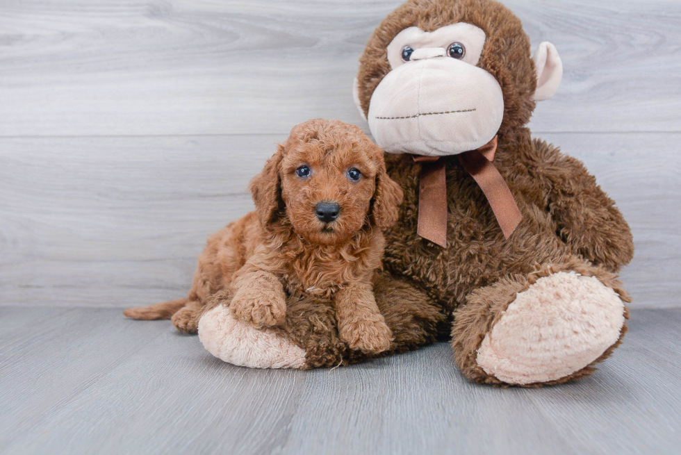 Mini Goldendoodle Pup Being Cute