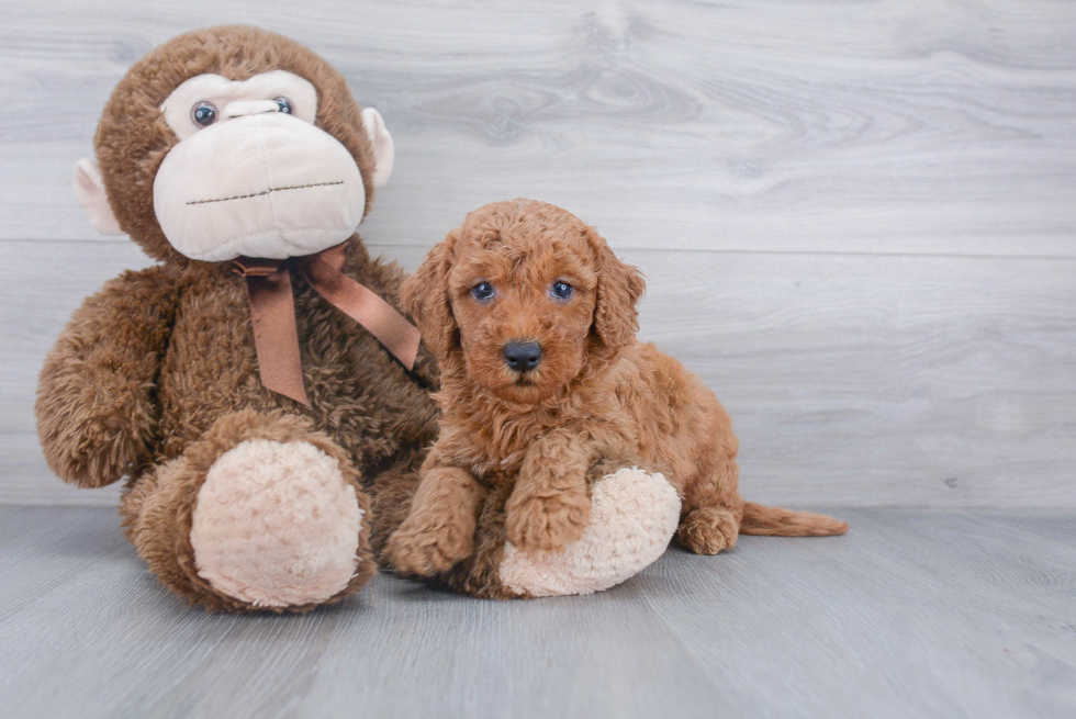 Mini Goldendoodle Puppy for Adoption