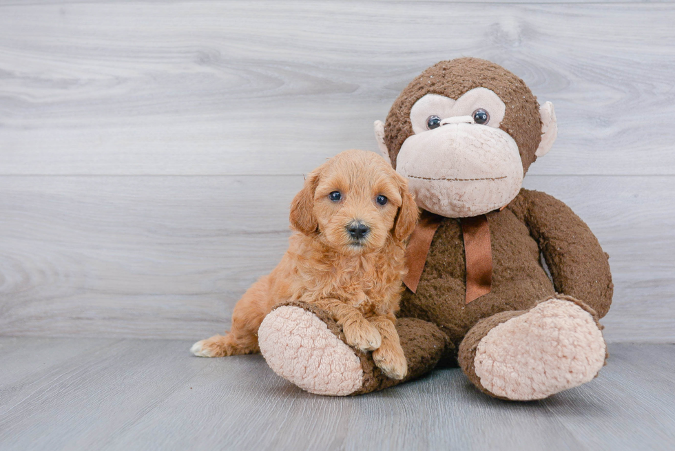 Mini Goldendoodle Puppy for Adoption