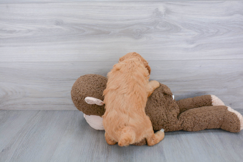 Mini Goldendoodle Puppy for Adoption