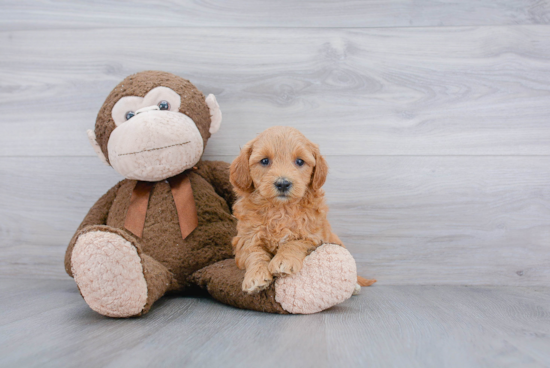 Best Mini Goldendoodle Baby