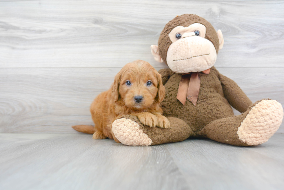 Best Mini Goldendoodle Baby