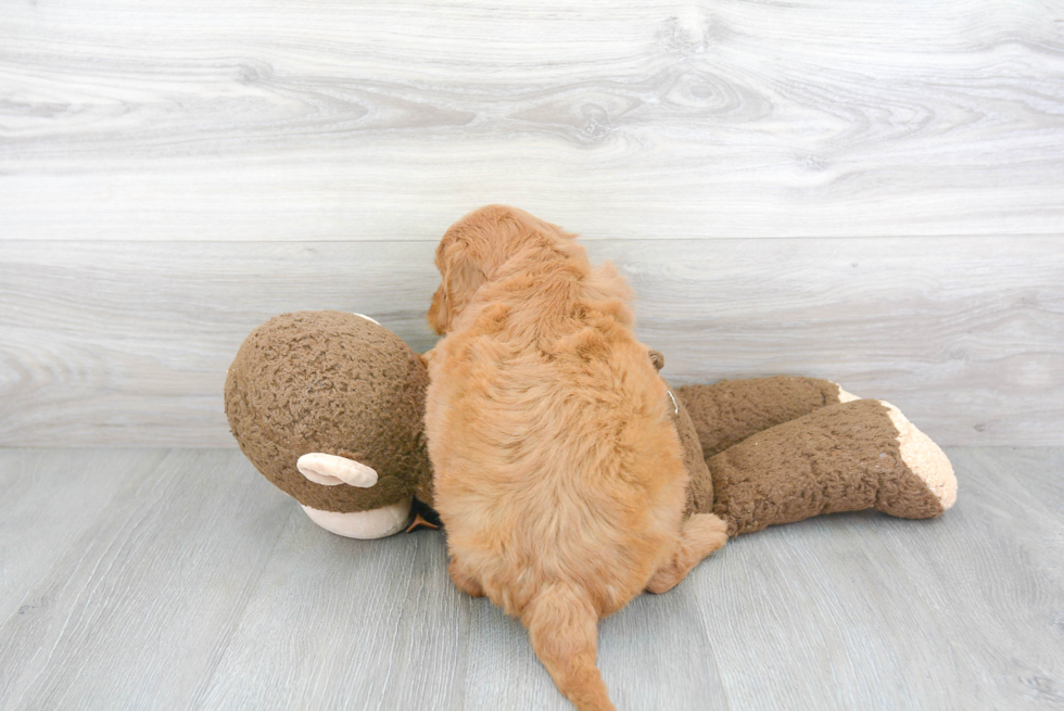 Happy Mini Goldendoodle Baby