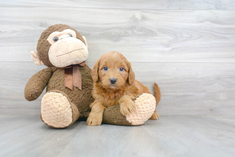 Mini Goldendoodle Puppy for Adoption