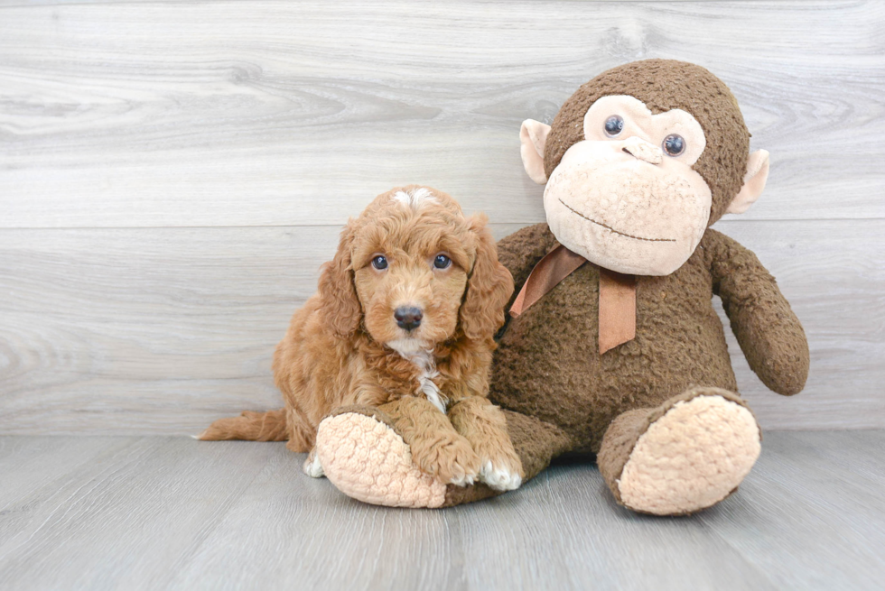 Smart Mini Goldendoodle Poodle Mix Pup