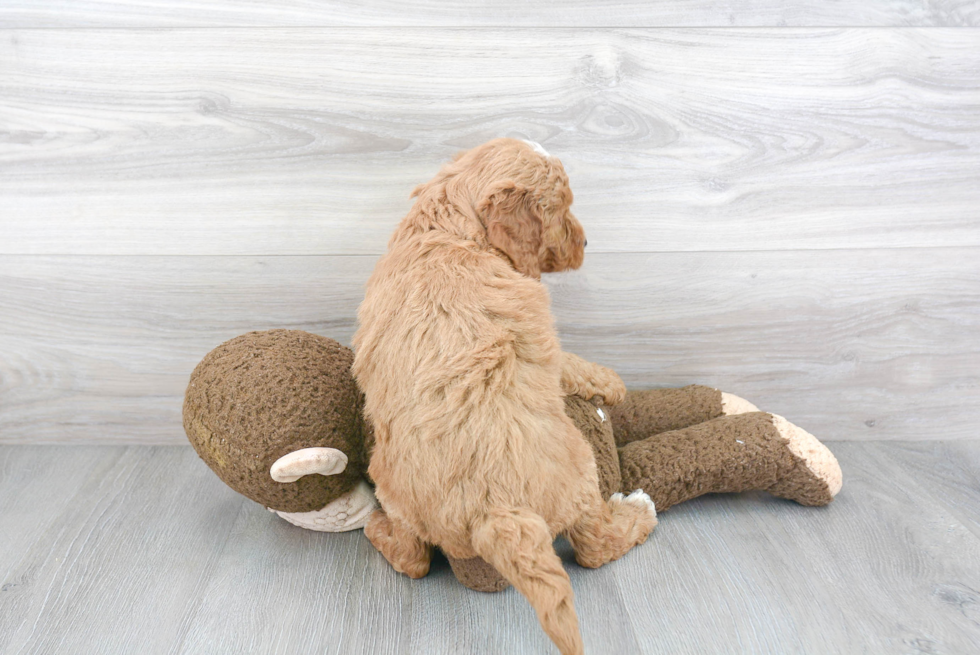 Mini Goldendoodle Pup Being Cute