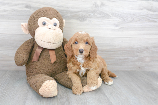 Mini Goldendoodle Pup Being Cute