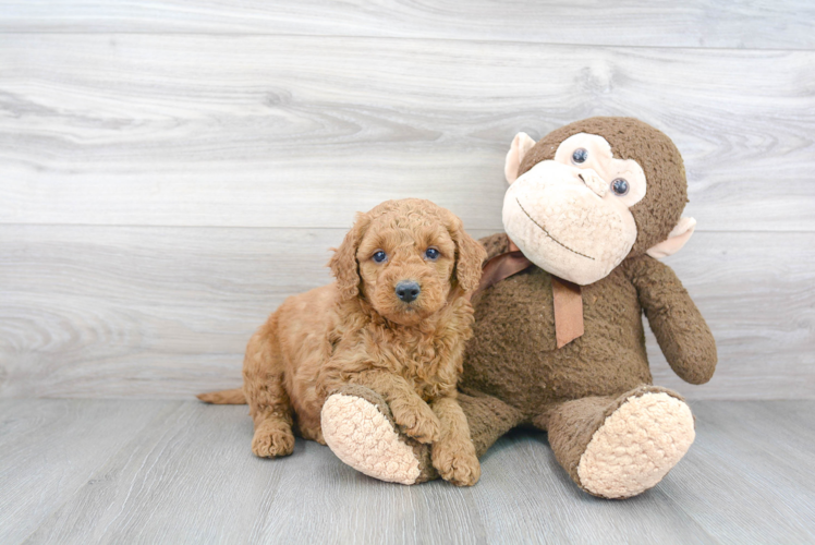 Playful Golden Retriever Poodle Mix Puppy