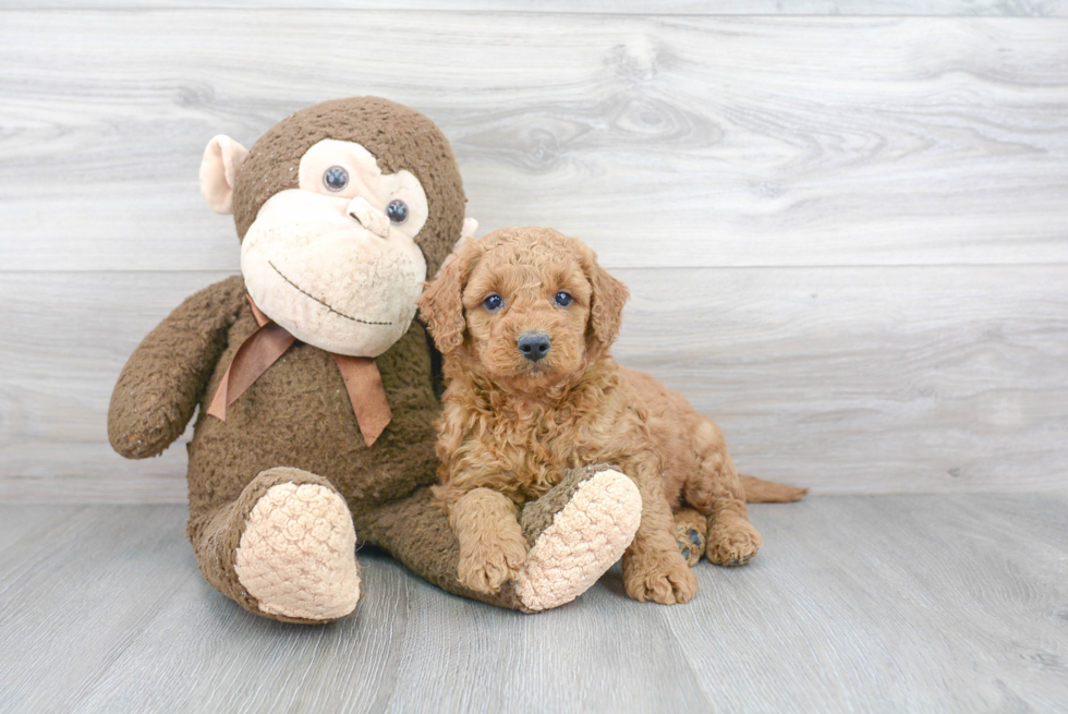 Cute Mini Goldendoodle Baby