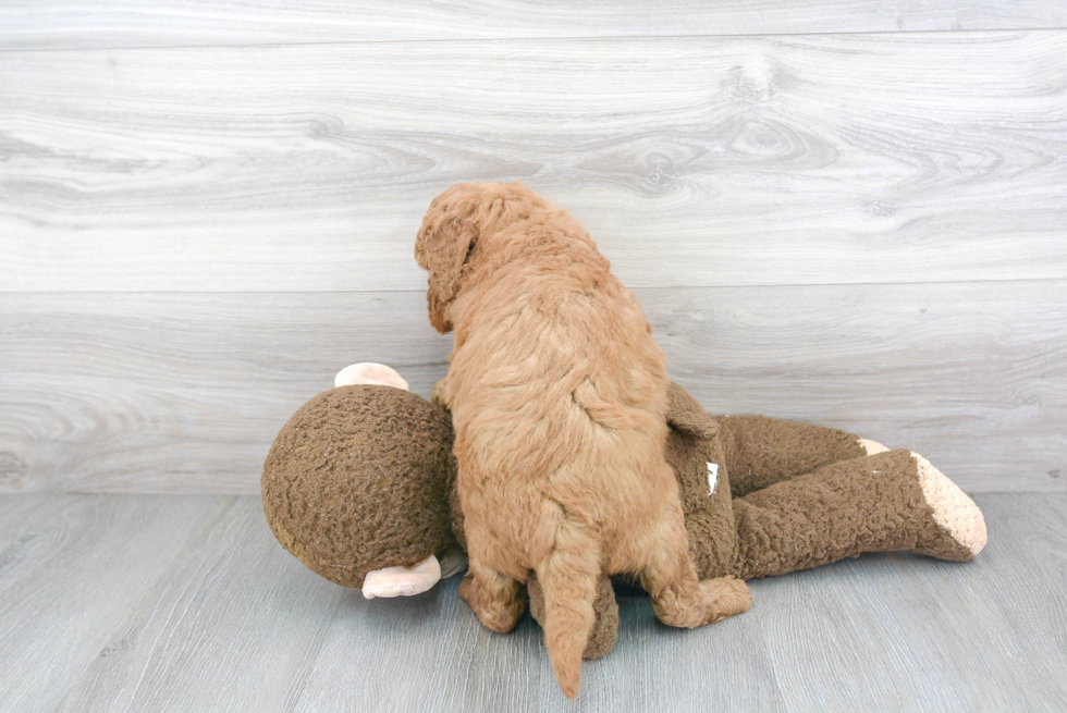 Hypoallergenic Golden Retriever Poodle Mix Puppy