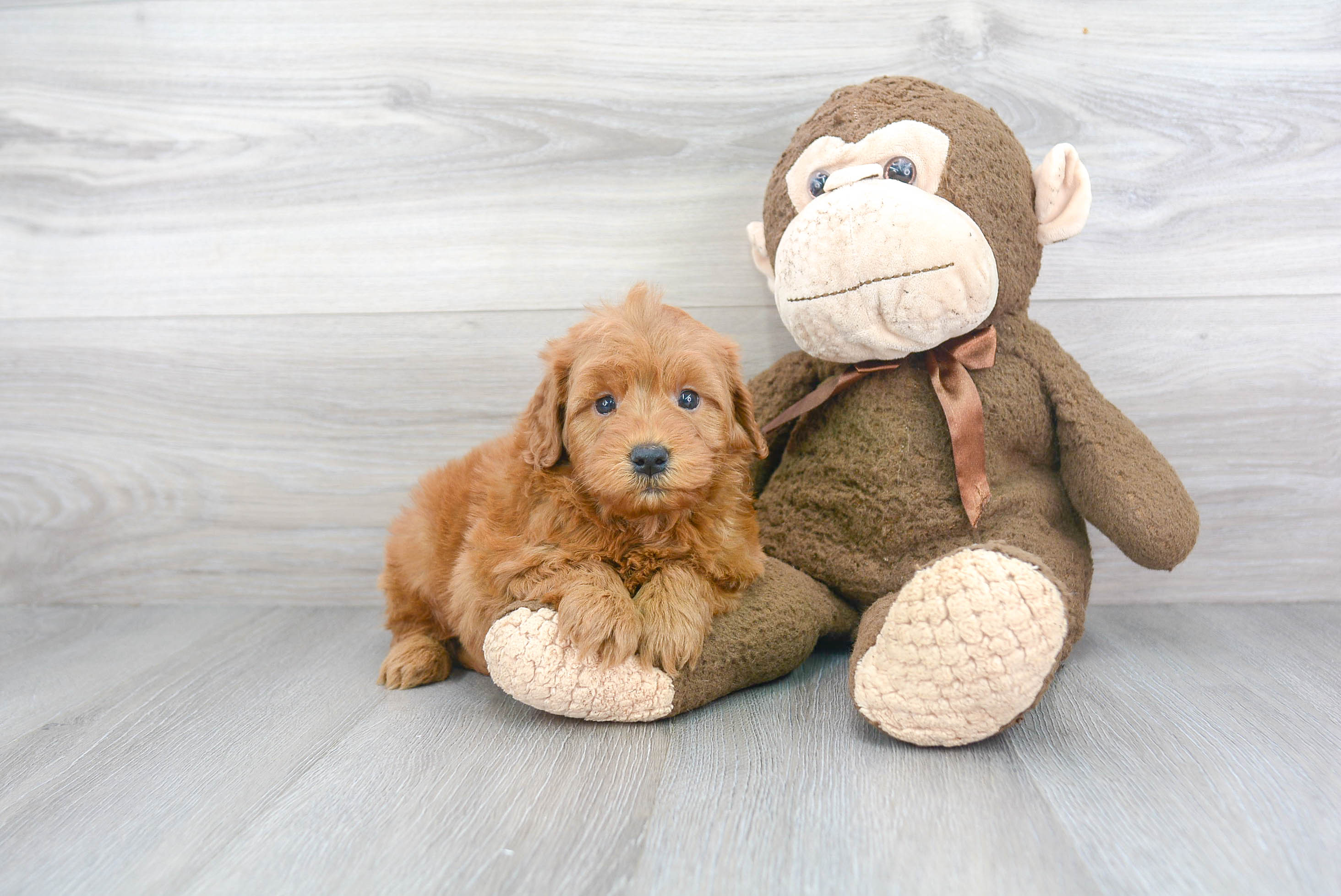 Mini Goldendoodle Pup Being Cute