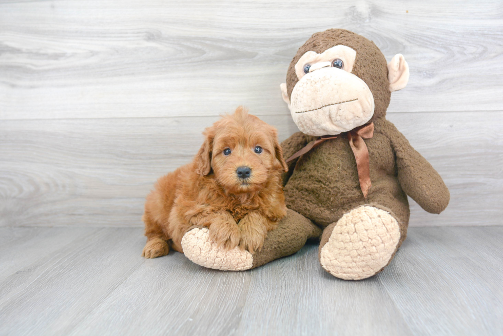 Mini Goldendoodle Pup Being Cute