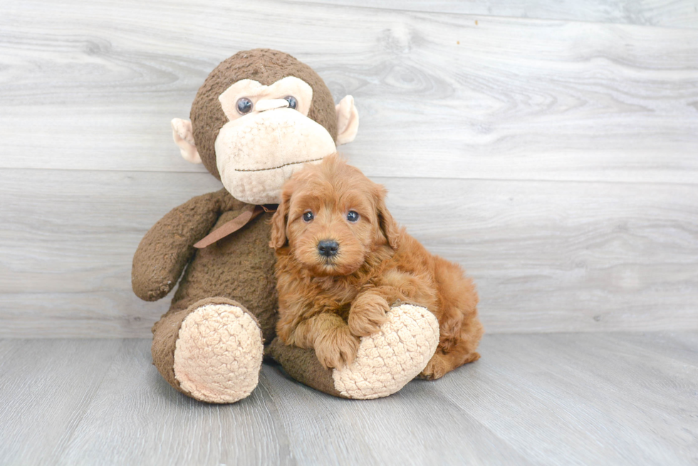 Mini Goldendoodle Pup Being Cute