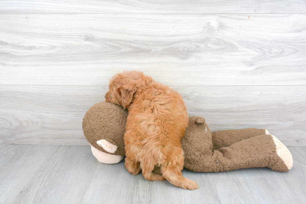 Small Mini Goldendoodle Baby