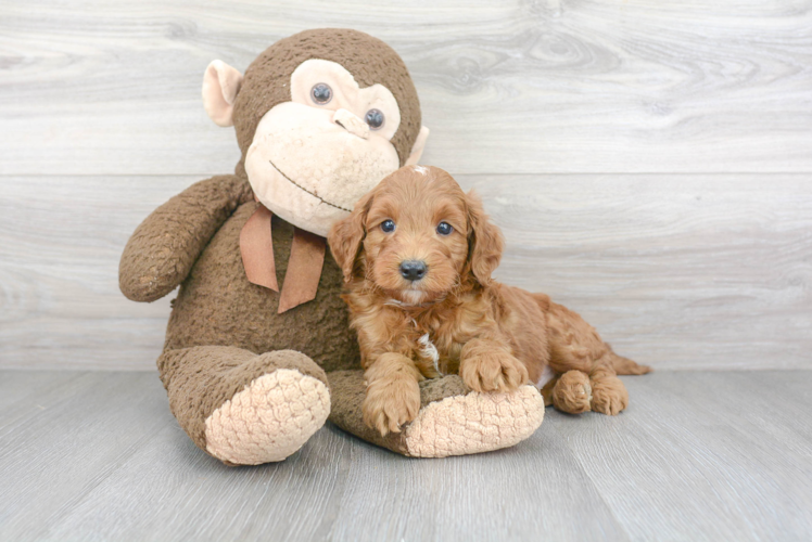 Sweet Mini Goldendoodle Baby