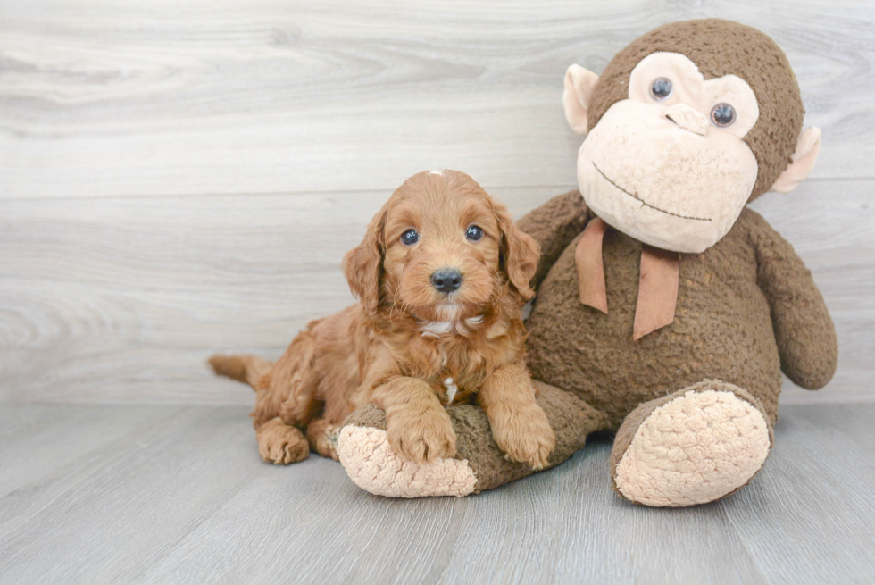 Little Golden Retriever Poodle Mix Puppy