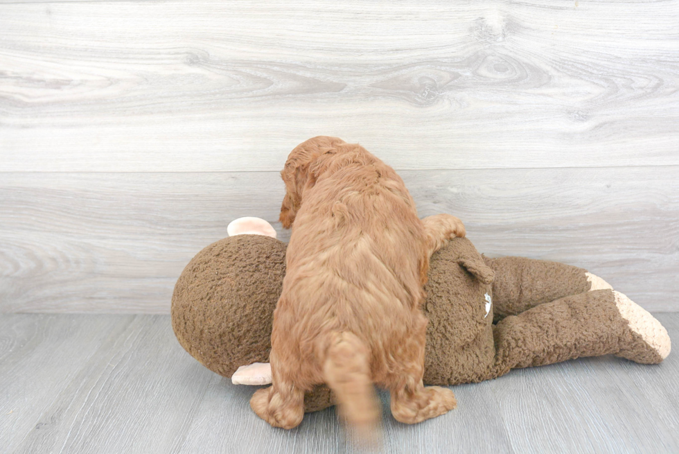 Mini Goldendoodle Puppy for Adoption