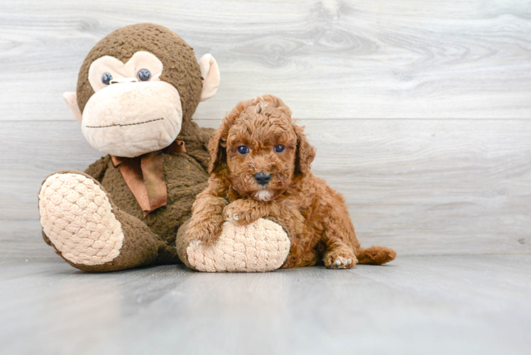 Funny Mini Goldendoodle Poodle Mix Pup