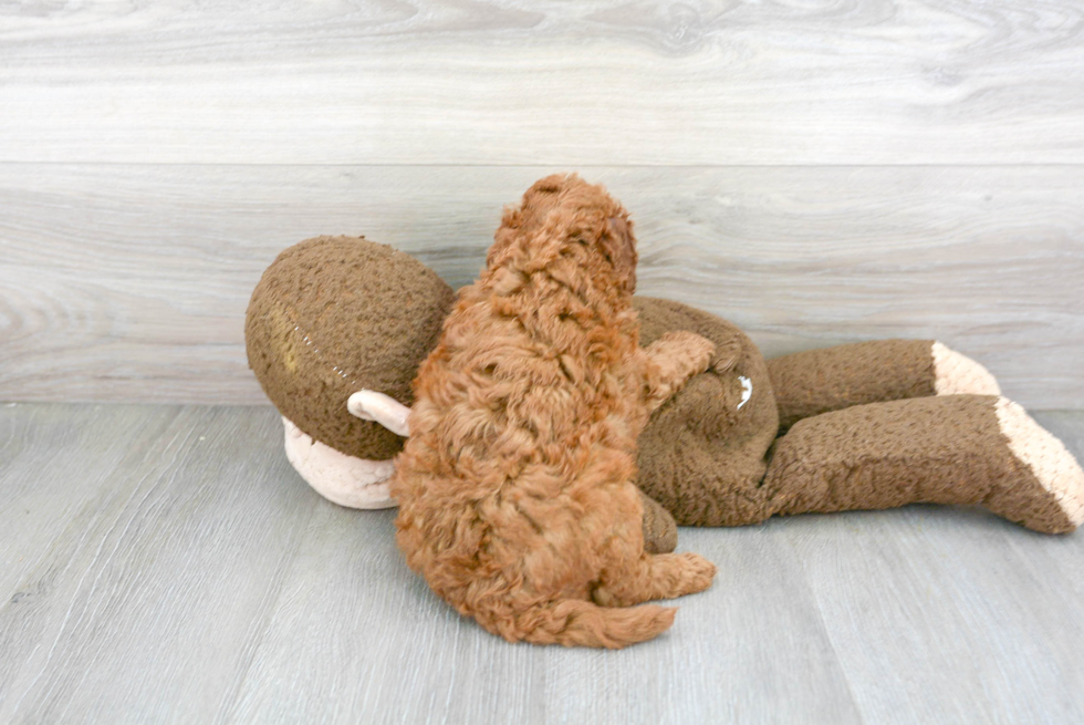 Funny Mini Goldendoodle Poodle Mix Pup