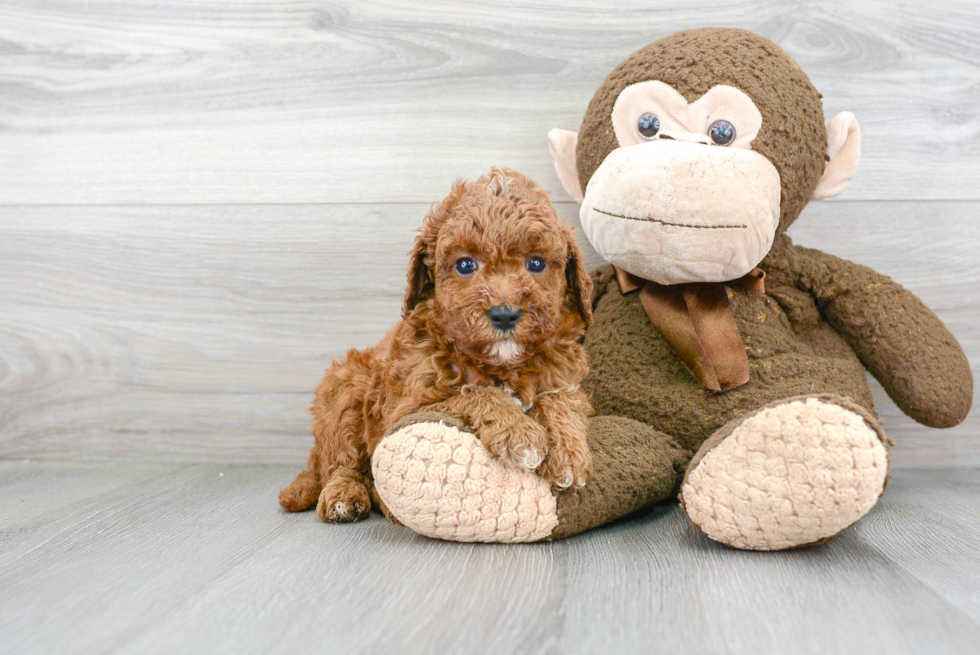 Mini Goldendoodle Puppy for Adoption