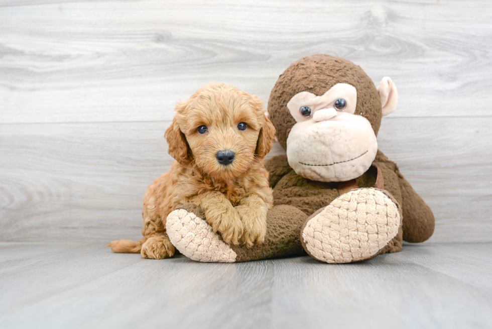 Petite Mini Goldendoodle Poodle Mix Pup