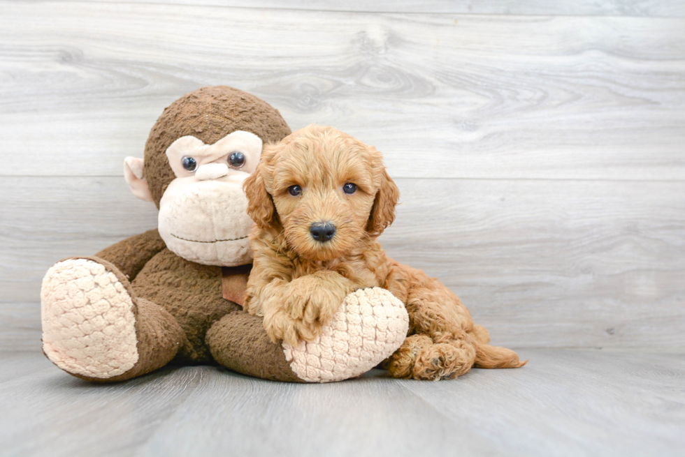 Friendly Mini Goldendoodle Baby