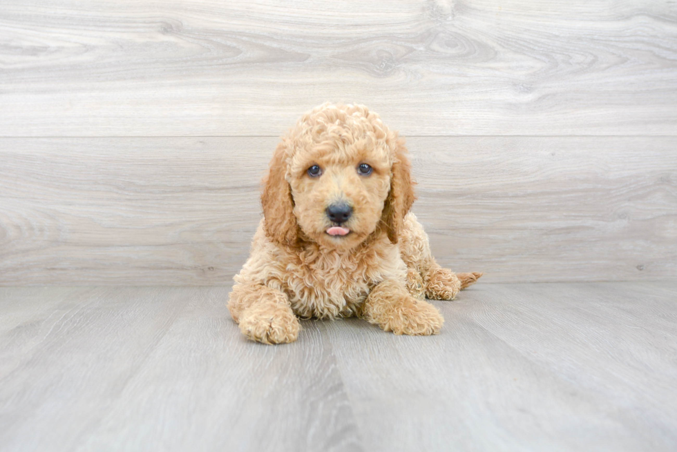 Mini Goldendoodle Puppy for Adoption