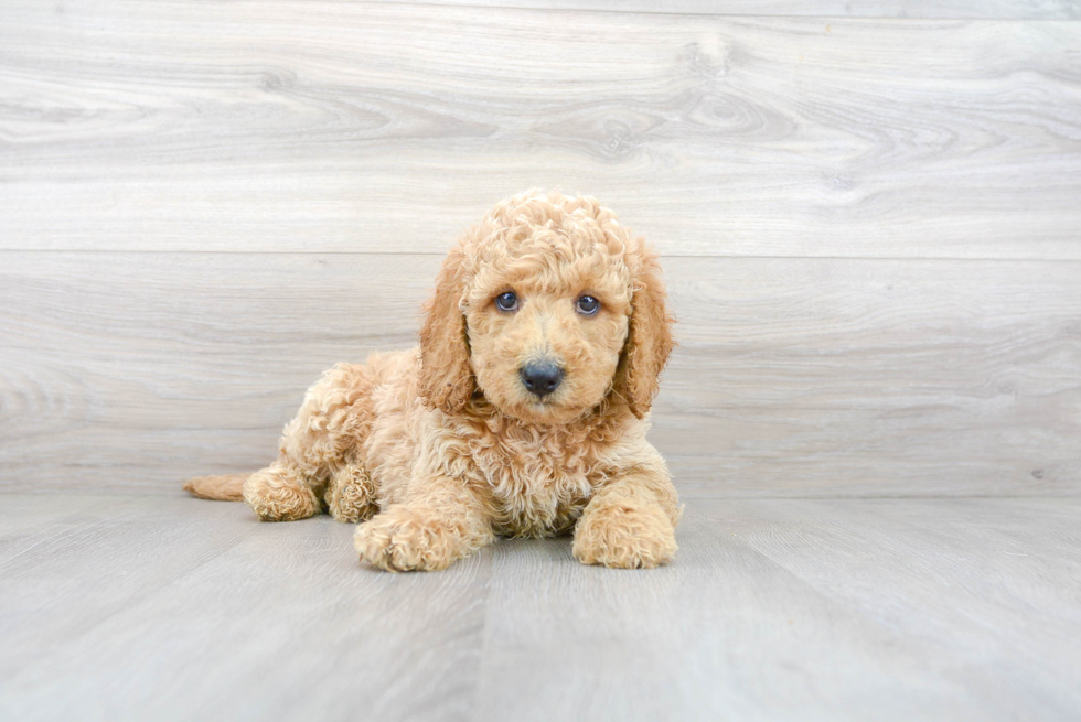 Small Mini Goldendoodle Baby