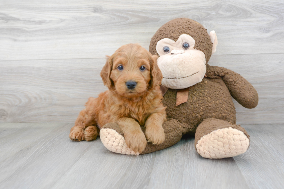 Best Mini Goldendoodle Baby